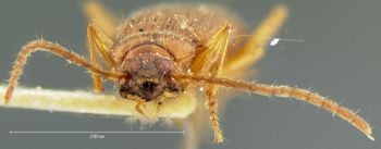 Media type: image;   Entomology 8229 Aspect: head frontal view